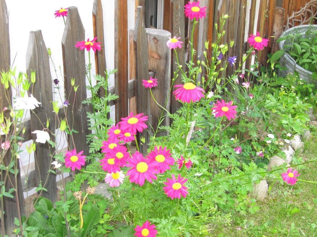 Appartamenti Chalet Orchidea 까나제이 외부 사진